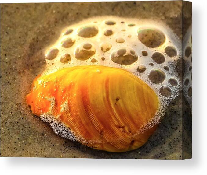 Shell Canvas Print featuring the photograph Jewel of the Sea by Shawn M Greener