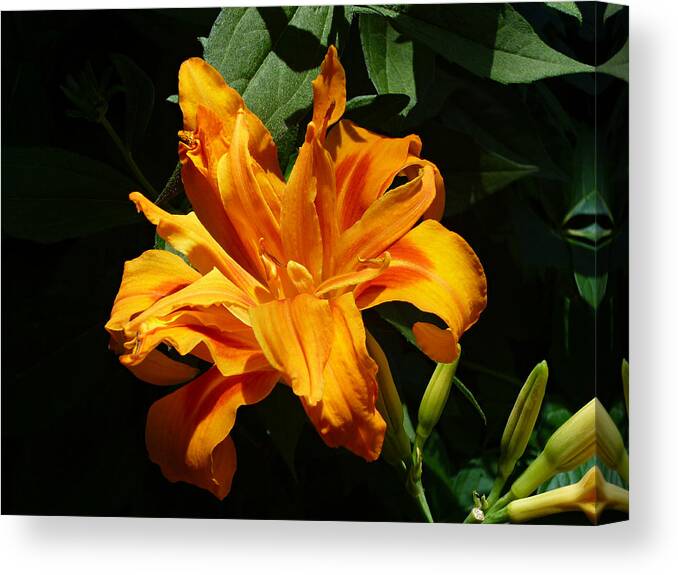 Orange Daylily Canvas Print featuring the photograph Kwanso Double Orange Heirloom Daylily by Mike McBrayer