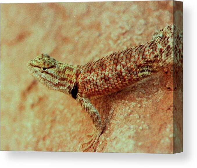 Travel Canvas Print featuring the photograph Lake Powell Lizard by Karen Stansberry
