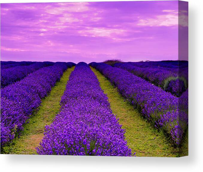 Tranquility Canvas Print featuring the photograph Lavender Rows by Stephen F Kitt Photos