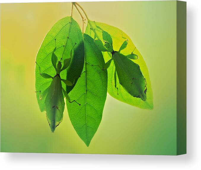 Green Canvas Print featuring the photograph Leaf Insects 2 by Jimmy Hoffman