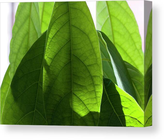 Avocado Canvas Print featuring the photograph Leaves Of A Avocado Tree by Byba Sepit