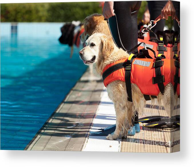Pets Canvas Print featuring the photograph Lifeguard Dog Rescue Demonstration by Antonio Gravante