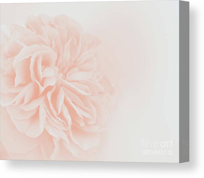 Color Canvas Print featuring the photograph Light Peach Rose #3 #floral #art by Anitas and Bellas Art