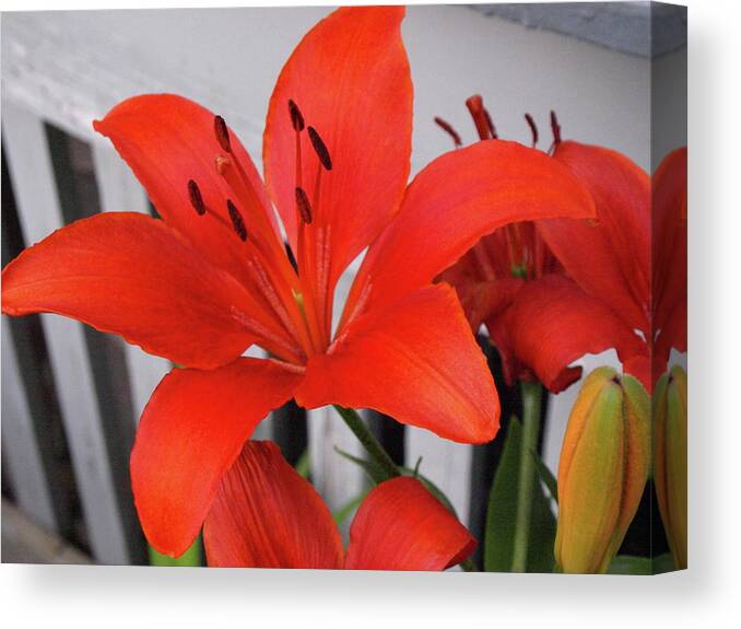 Lily Canvas Print featuring the photograph Lilixplosion 8 by Jeffrey Peterson