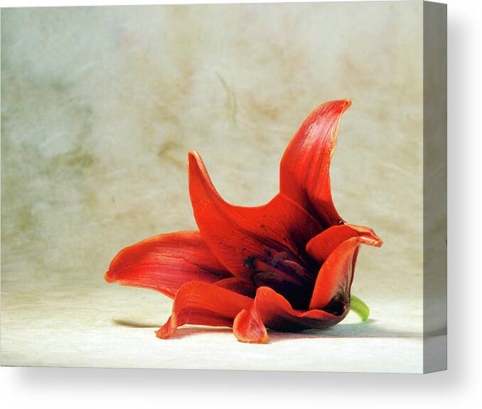 Lily On Parchment Bkgrd 2 Canvas Print featuring the photograph Lily On Parchment Bkgrd 2 by Clive Branson