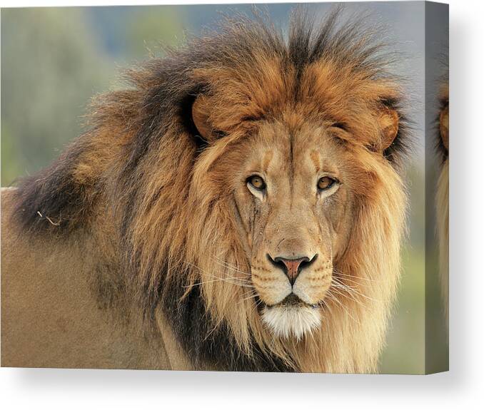 Lion Canvas Print by S. Greg Panosian - Photos.com