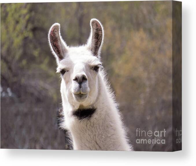 Llama Canvas Print featuring the photograph Dapper Llama with bow tie by Christy Garavetto