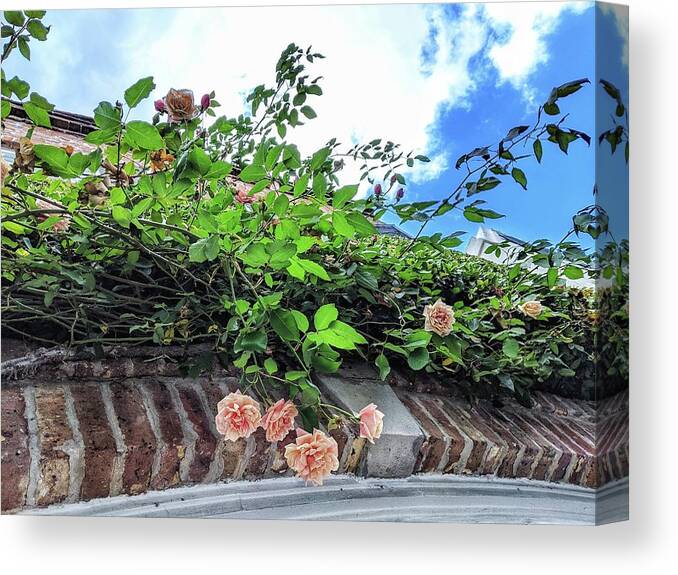 Peach Flowers Canvas Print featuring the photograph Look Up by Portia Olaughlin