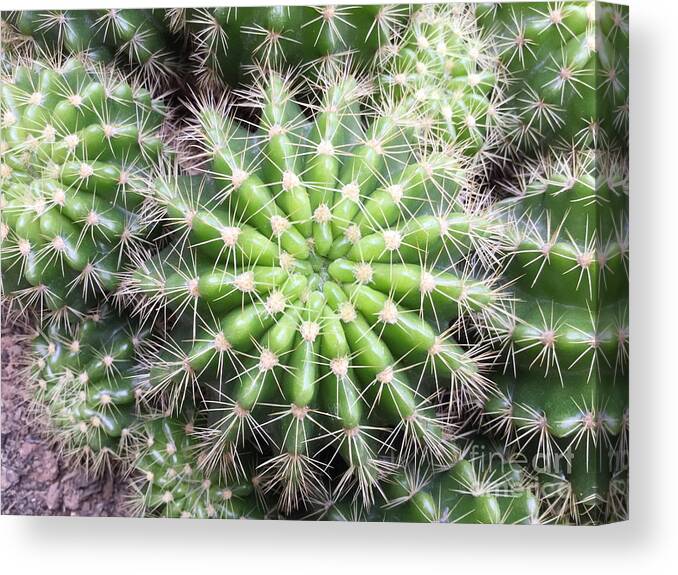 Small Canvas Print featuring the photograph Macro Of Succulent Plant In The Desert by Moolkum