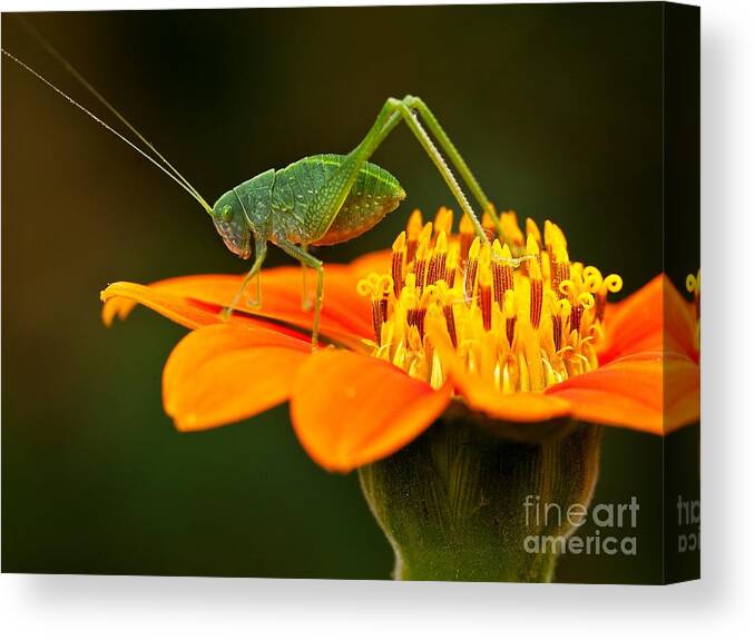 Macro Canvas Print featuring the photograph Macro Photos From Insects Nature by Dudu Linhares
