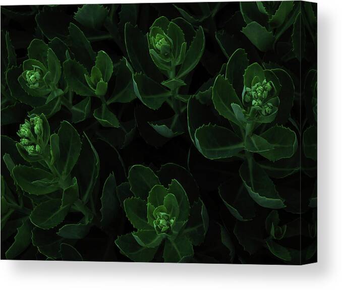 Black Background Canvas Print featuring the photograph Macro View Of Green Flowers by Michael Duva