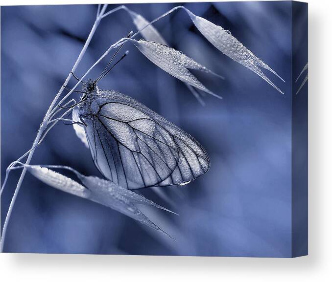 Insect Canvas Print featuring the photograph Mimicry... by Thierry Dufour