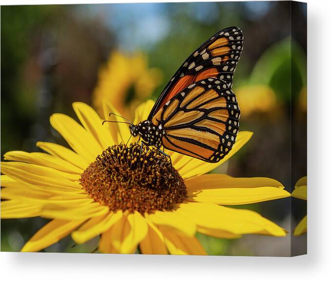 Monarch Butterfly Canvas Print featuring the photograph Monarch On Sunflower 2019 by Thomas Young