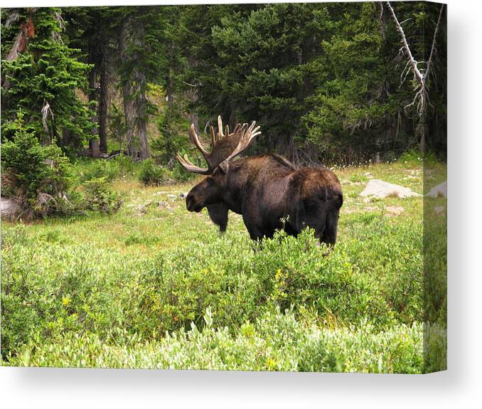 Horned Canvas Print featuring the photograph Moose Bull Alces Wilderness Antlers by Sassy1902