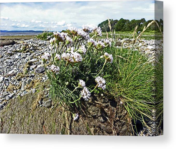 Morecambe Canvas Print featuring the photograph MORECAMBE. Hest Bank. Sea Thrift. by Lachlan Main