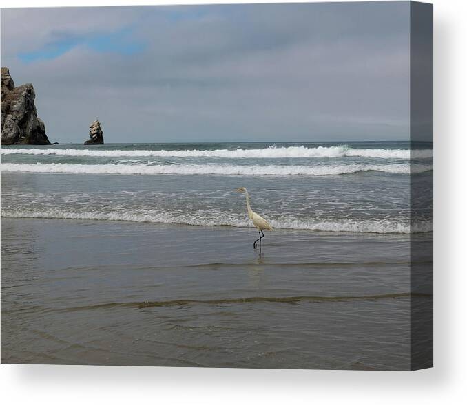 Egret Canvas Print featuring the photograph Morro Bay Egret by Patricia Dennis