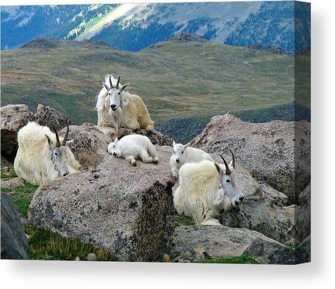 Horned Canvas Print featuring the photograph Mountain Goats In The Rocky Mountains by Carl Neufelder