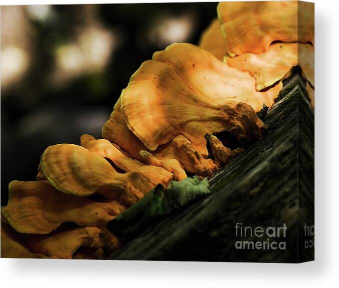 Chicken Of The Woods Canvas Print featuring the photograph Mushrooms on a log III by Rich Collins