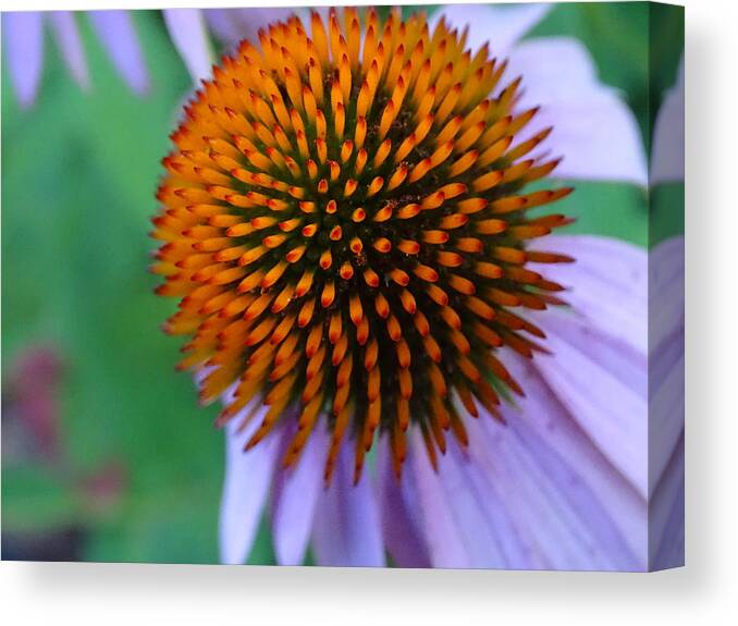 Flowers Purple Coneflower Canvas Print featuring the photograph Natural Beauty, Coneflower by Mary Halpin