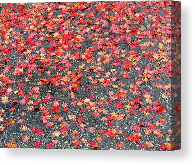 Autumn Canvas Print featuring the photograph Nature's Confetti by Linda Stern