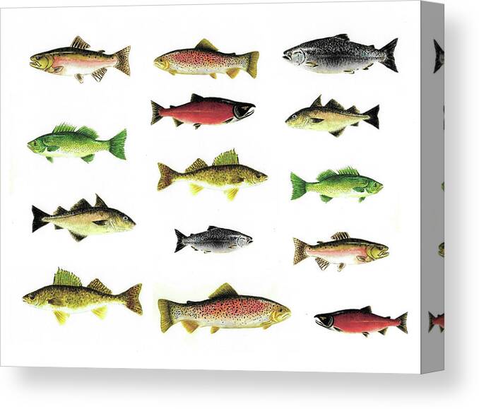 https://render.fineartamerica.com/images/rendered/default/canvas-print/8/6/mirror/break/images/artworkimages/medium/2/north-american-freshwater-fish-number-two-michael-vigliotti-canvas-print.jpg