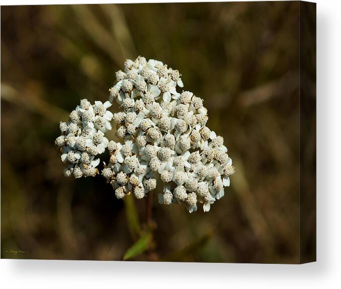 Wildflower Canvas Print featuring the photograph Pearly Everlasting by Tracey Vivar