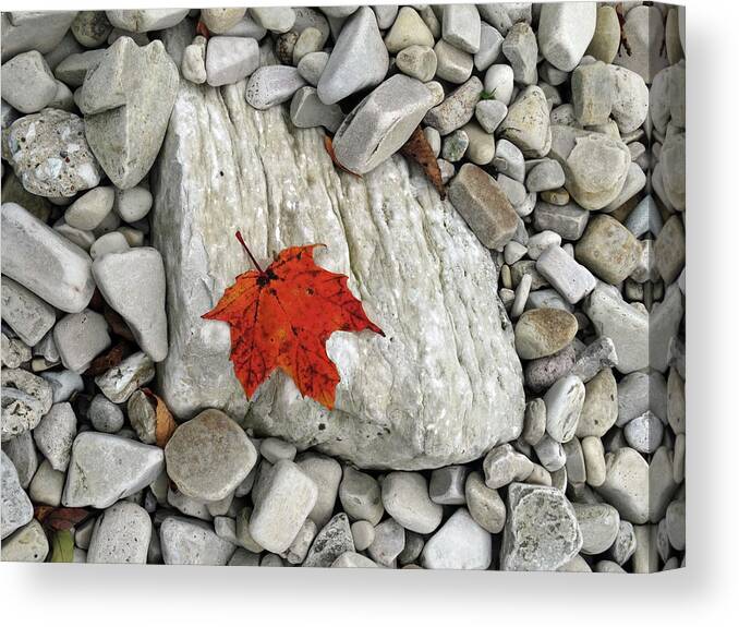 Fall Canvas Print featuring the photograph One Leaf Many Rocks by David T Wilkinson