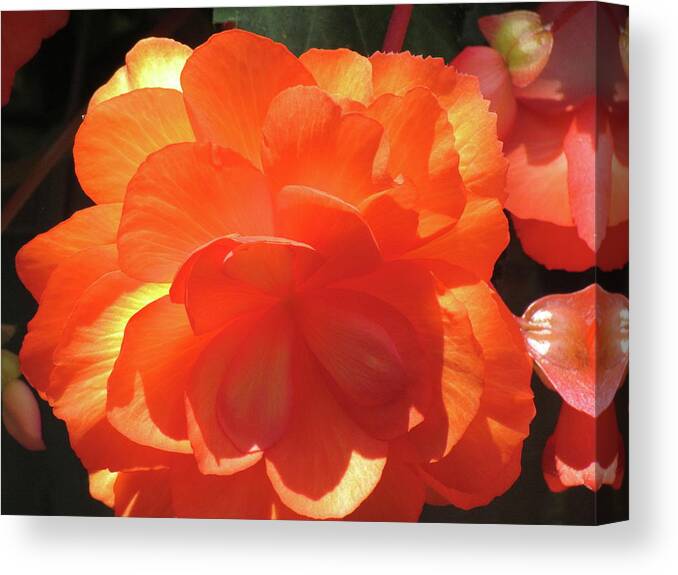 Orange Begonia Canvas Print featuring the photograph Orange Begonia by Boyd Carter