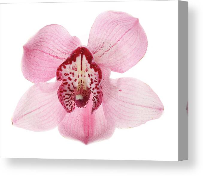 White Background Canvas Print featuring the photograph Orchid by Frytka