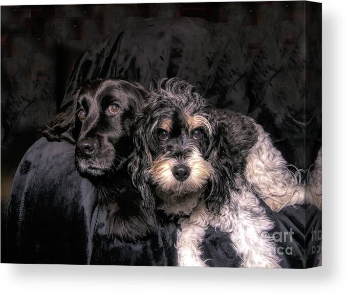 Cavapoo Canvas Print featuring the photograph Pampered Pets by Amy Dundon