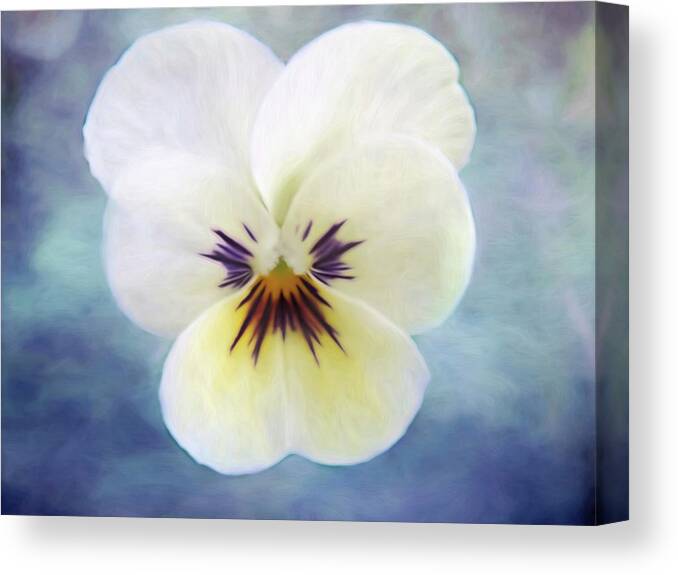 Pansy Canvas Print featuring the photograph Pansy by Heather Buechel