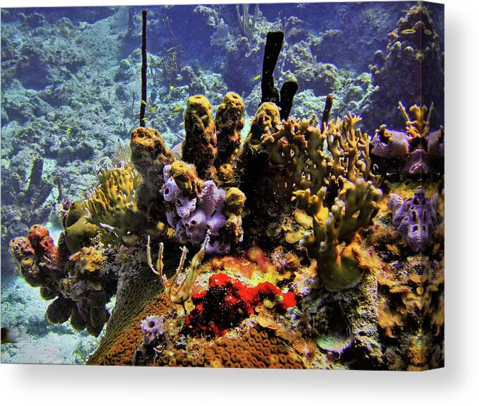 Coral Canvas Print featuring the photograph Patch Reef Bluff by Climate Change VI - Sales