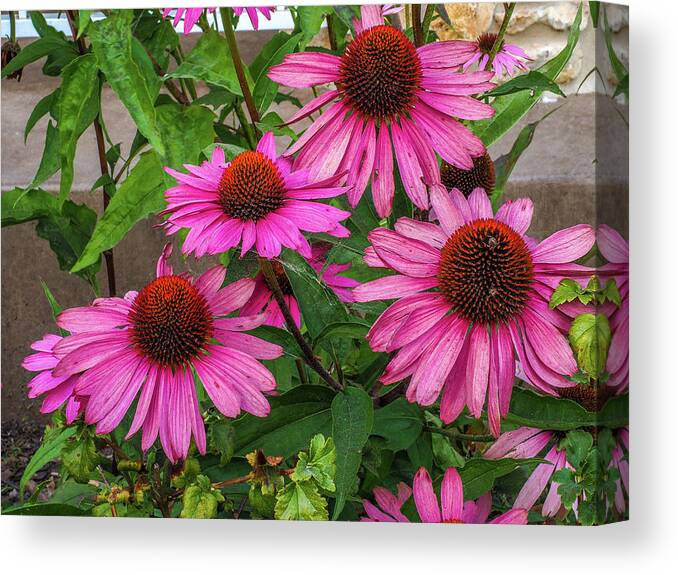 Pink Canvas Print featuring the photograph Pink Cone Flowers by James C Richardson