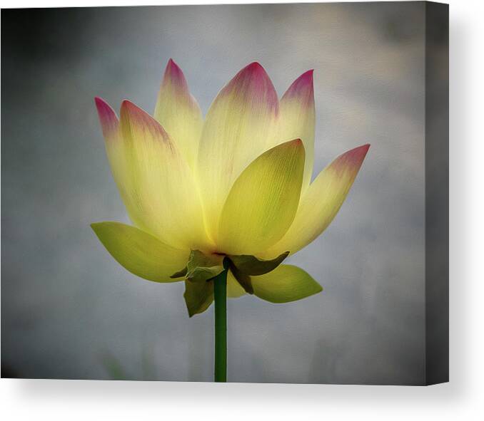 Color Canvas Print featuring the photograph Pink Tipped Lotus by Jean Noren
