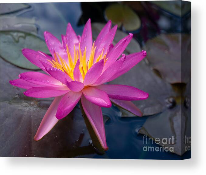 Pink Canvas Print featuring the photograph Pink Water Lily at Sara P Duke Garden by L Bosco