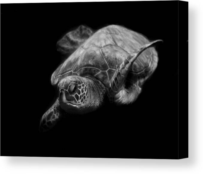 Turtle Canvas Print featuring the photograph Portrait Of A Sea Turtle In Black And White by Robin Wechsler