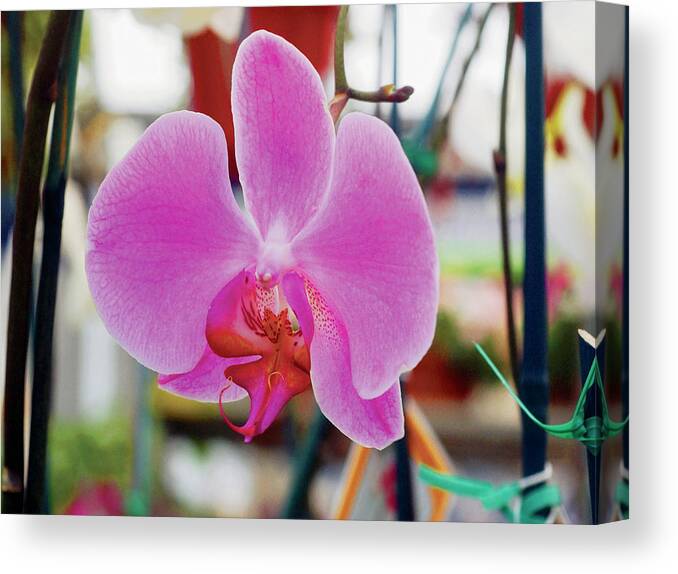 Purple Canvas Print featuring the photograph Purple Orchid In Bloom, Close-up by Medioimages/photodisc