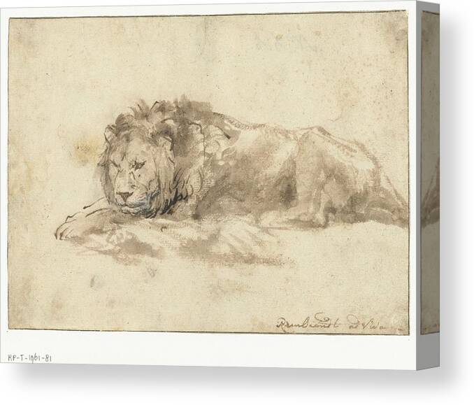 Lion Canvas Print featuring the painting Reclining lion, Rembrandt Harmensz. van Rijn, 1650 - 1659 by Rembrandt Harmensz
