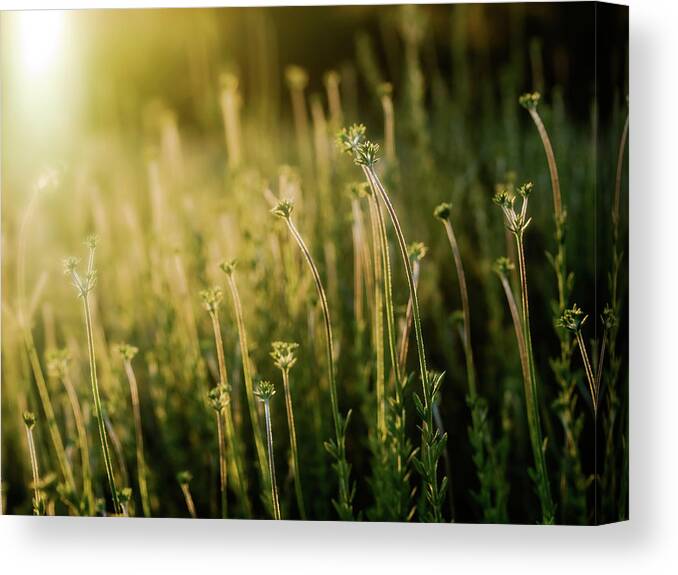Grass Canvas Print featuring the photograph Recollections by Eric Lowenbach