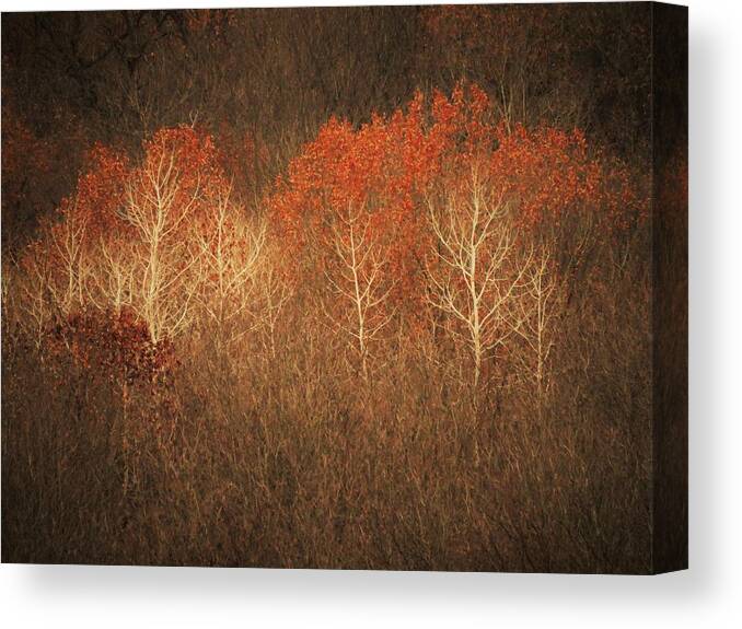 Trees Canvas Print featuring the photograph Red Headed Birch by Lori Frisch