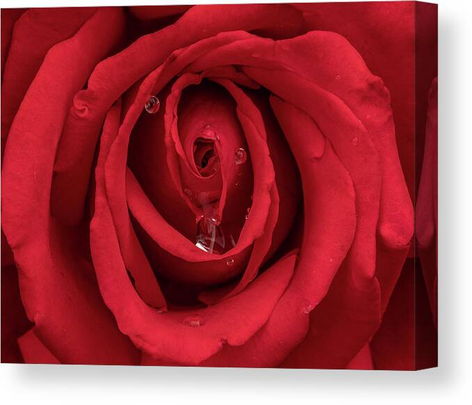 Rose Canvas Print featuring the photograph Red Rose by Arthur Oleary