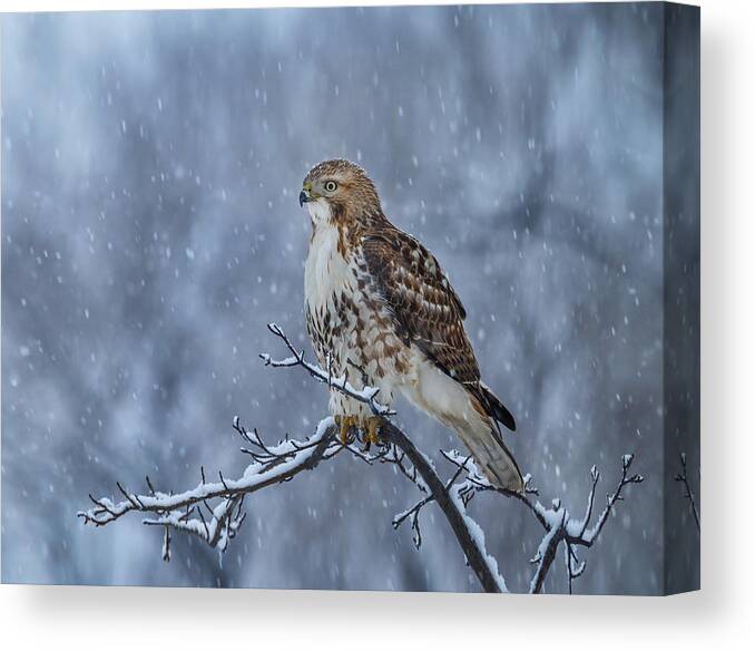 Bird Canvas Print featuring the photograph Red-tailed Hawk-3 by Edwin Luo