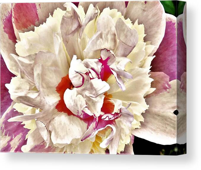 Flowers Canvas Print featuring the photograph Rhodo in White by Bearj B Photo Art