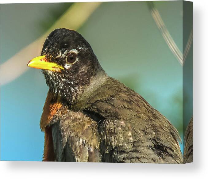 20180501 Canvas Print featuring the photograph Robin with Eyes Wide Open by Jeff at JSJ Photography