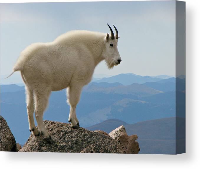 Mt Evans Wilderness Canvas Print featuring the photograph Rocky Mountain Goat On Rock Looking Down by Sandra Leidholdt