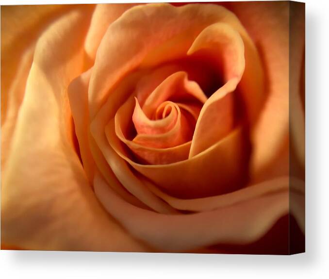 Flower Canvas Print featuring the photograph Melon-colored Rose by Anamar Pictures