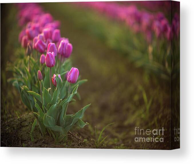 Skagit Canvas Print featuring the photograph Rows of Soft Pink Beautiful Blooms by Mike Reid