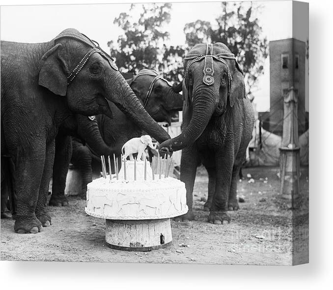 Celebration Canvas Print featuring the photograph Ruth The Elephant Celebrating by Bettmann