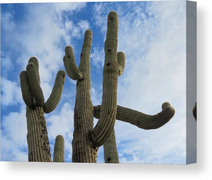 Arizona Canvas Print featuring the photograph Saguaro Clique by Judy Kennedy